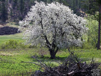 Black Hills